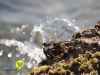 jan-thiel-beach-curacao-04