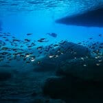 Bait,Ball,/,School,Of,Fish,In,Coral,Reef,In
