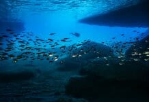 De Blauwe Kamer Curacao: Een Magische Onderwatergrot