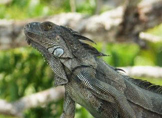 leguanen curacao