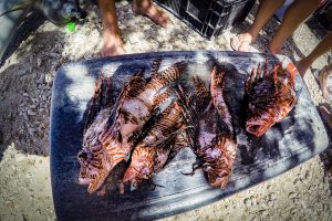 Lionfish CUracao