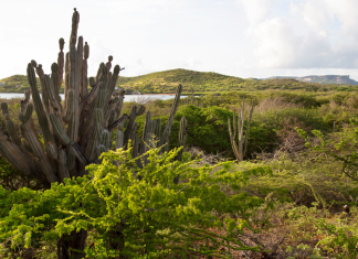 Mondi Curacao, Kunuku Curacao