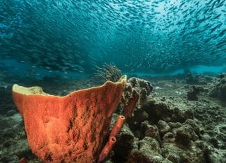 Duiken op Curacao: Ontdek de beste plekken en duikscholen
