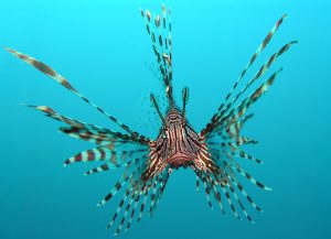 Pterois_volitans_Manado-e_lionfish
