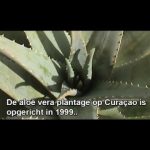 Video Thumbnail: Aloe Vera plantage Curacao (official video)