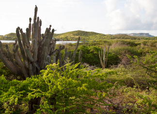 kadushi curacao cactus