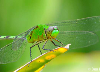 libellen of dragonfly op curacao