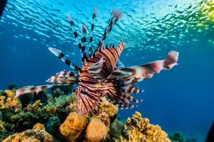 Lionfish Curacao