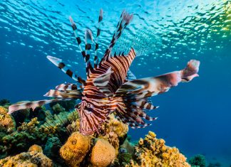 Lionfish Curacao