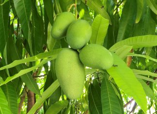mangoboom