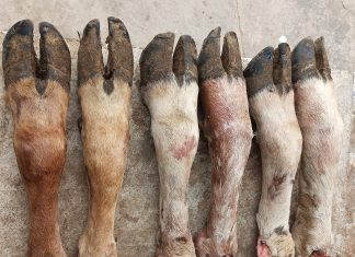 Eten Curacao: Bijna ‘uitgestorven’ eetgewoontes van Curaçao.